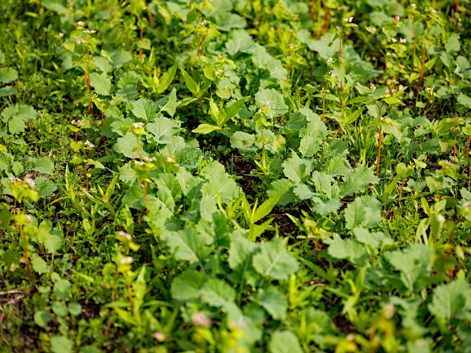 100% regional produziert