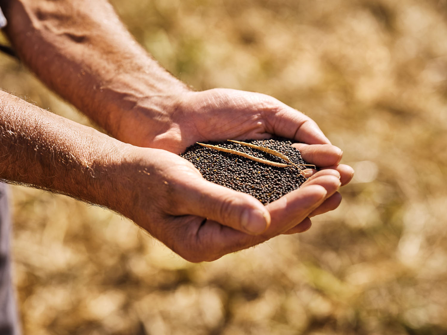 Ein Schweizer Naturprodukt von der Aussaat bis zum Öl