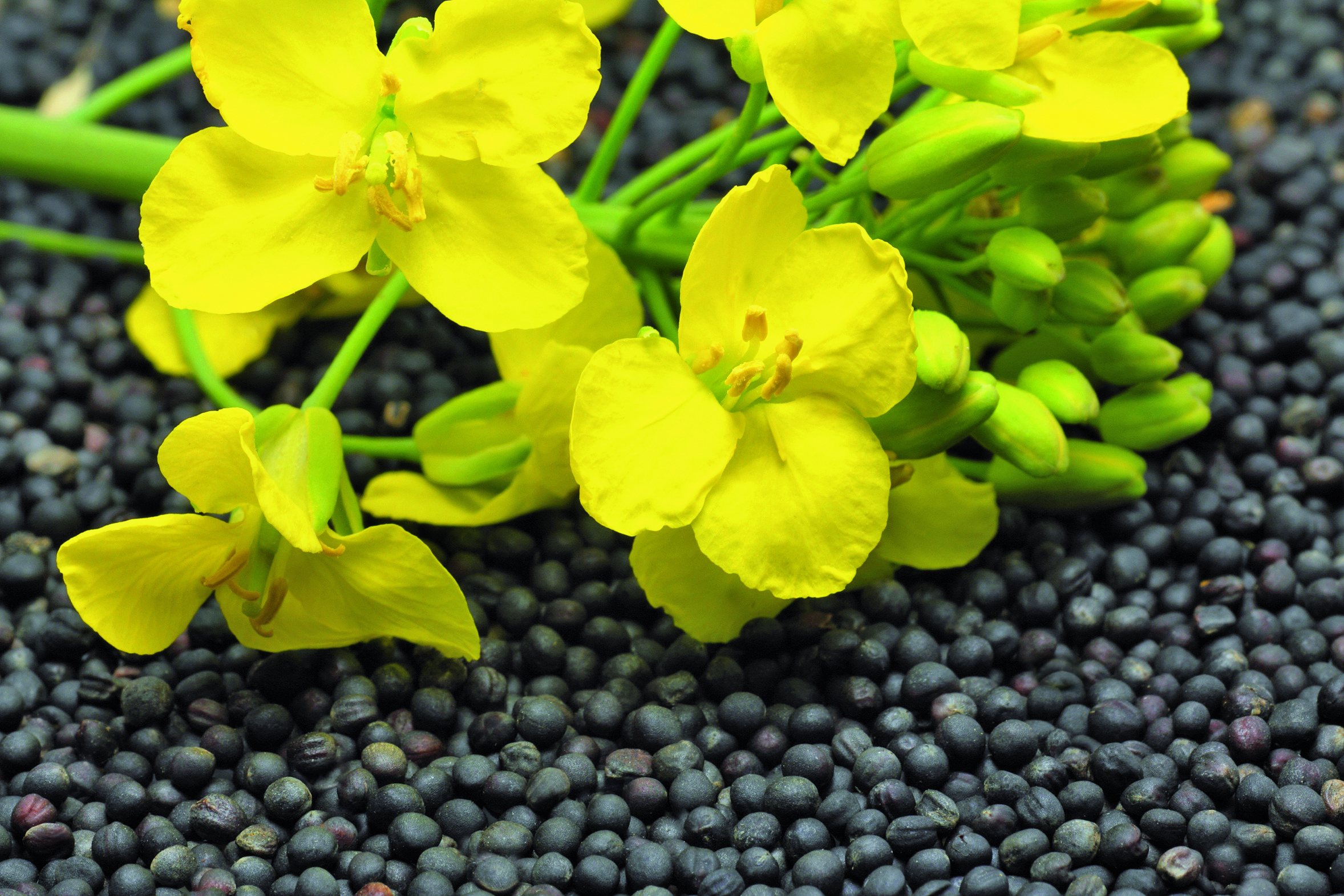 4.8.21 - Markterlöse für Raps und Futtersoja der Ernte 2021