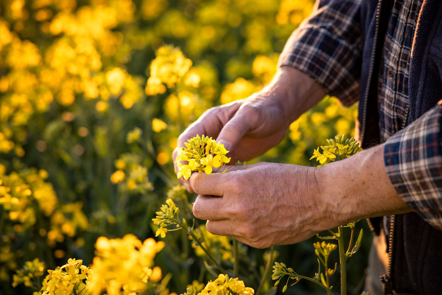 Darum Schweizer Rapsöl